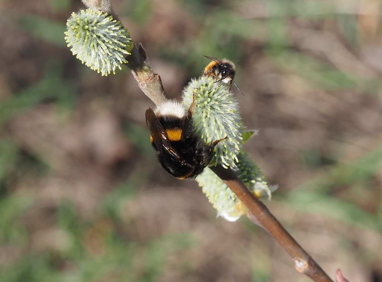 /Samičí jehněda vrby jívy dává dostatek nektaru i pro víc hmyzích návštěvníků.