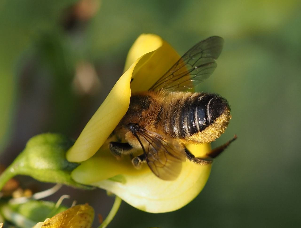 /Čalounice bělonohá saje nektar z květu žanovce, foto 9. 6. 2025 v Botanické zahradě Na Slupi.