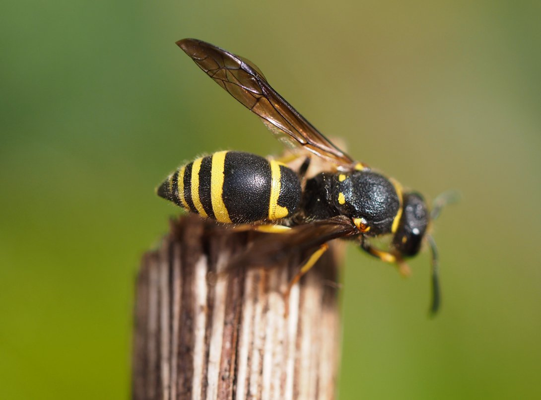 /Ancistrocerus nigricornis, foto shora.