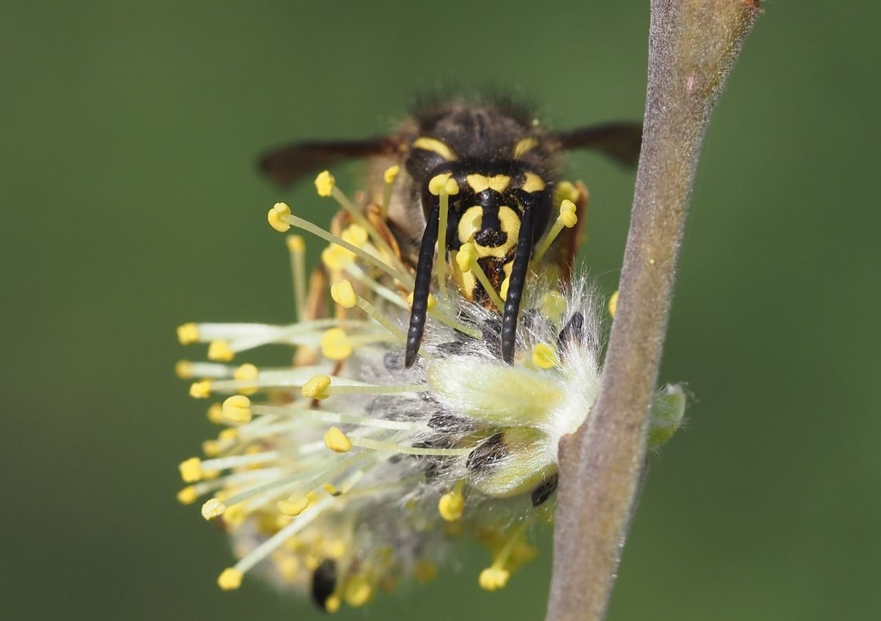 /Vosa obecná, portrét budoucí matky.