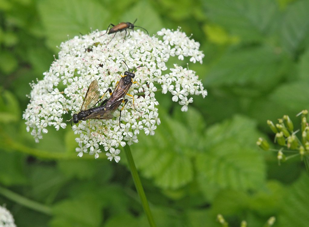 /Bršlice, květ s pilatkami Macrophya montana.