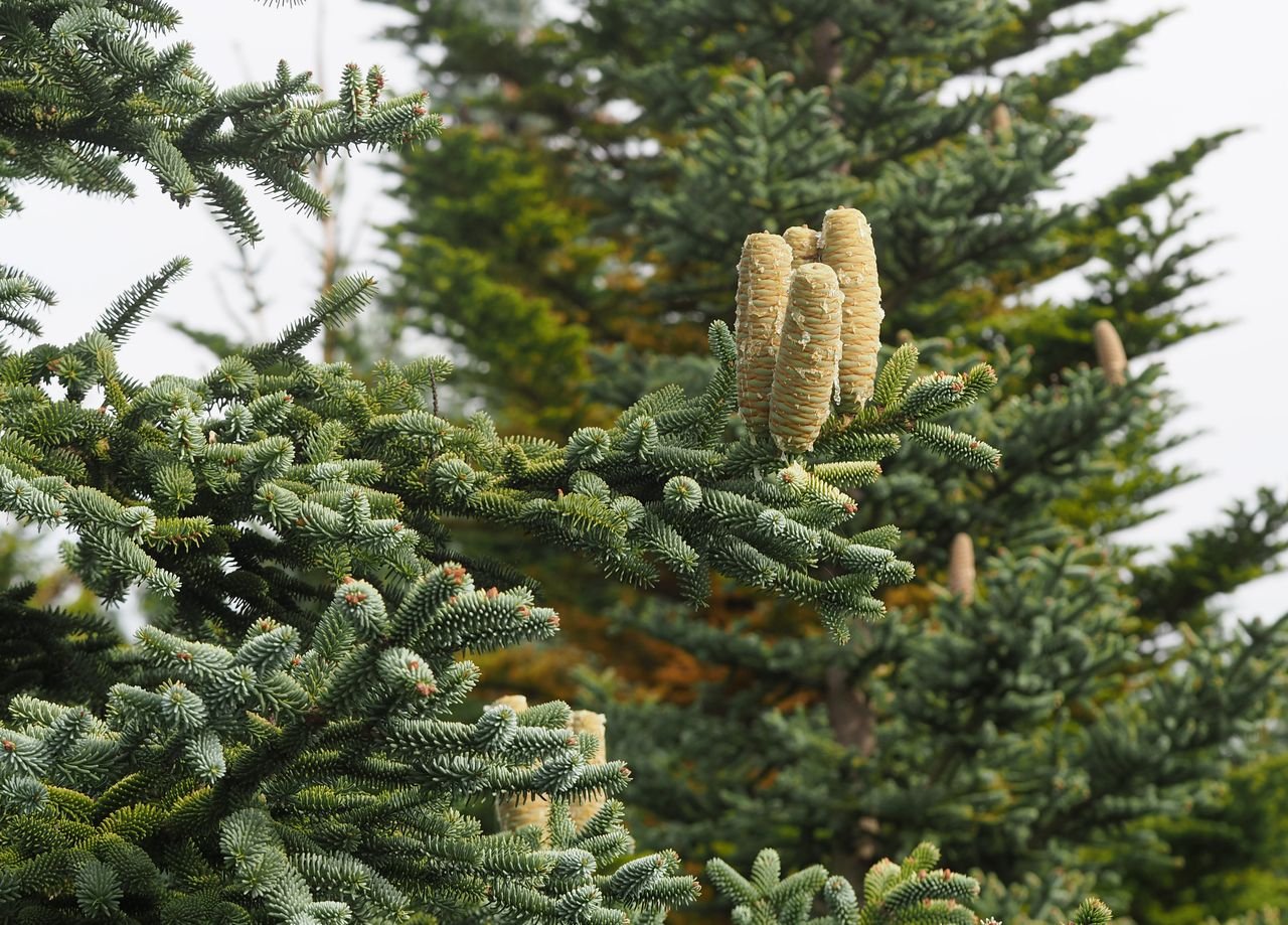 /Jedle španělská se šiškami v říjnu.