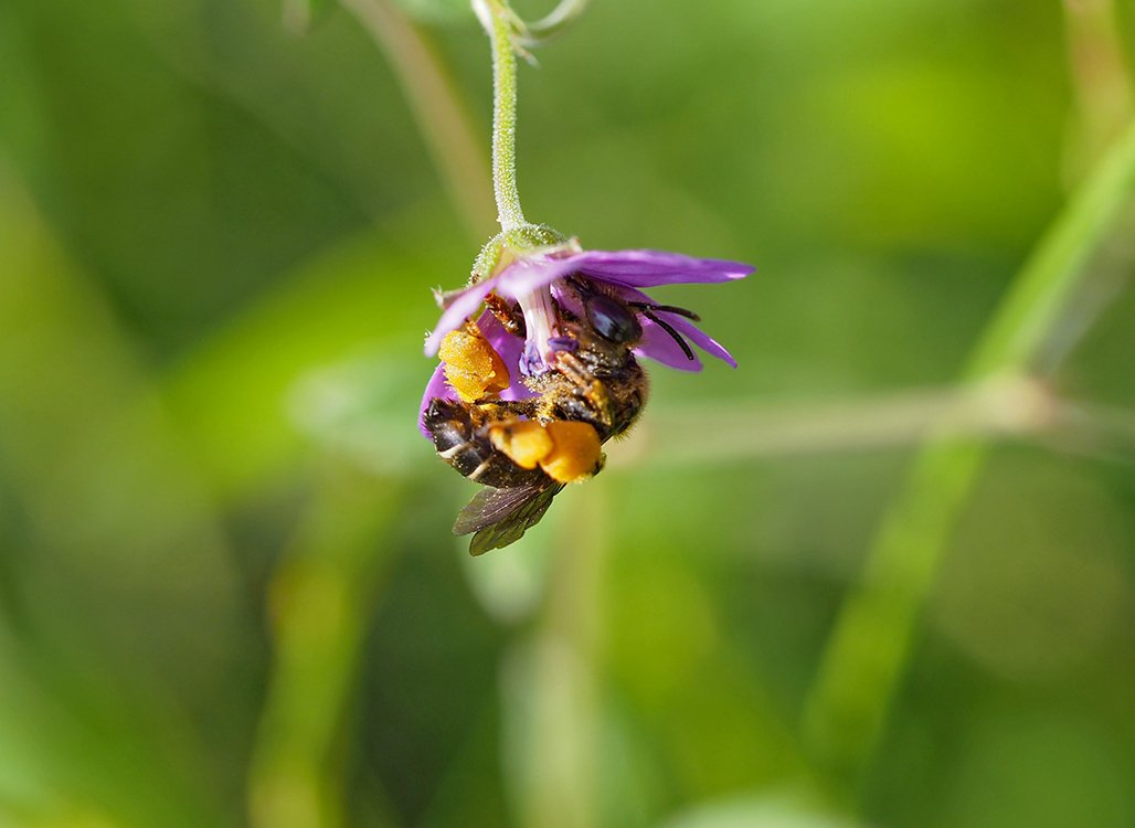 /Olejnice, samička saje nektar v květu kakostu.