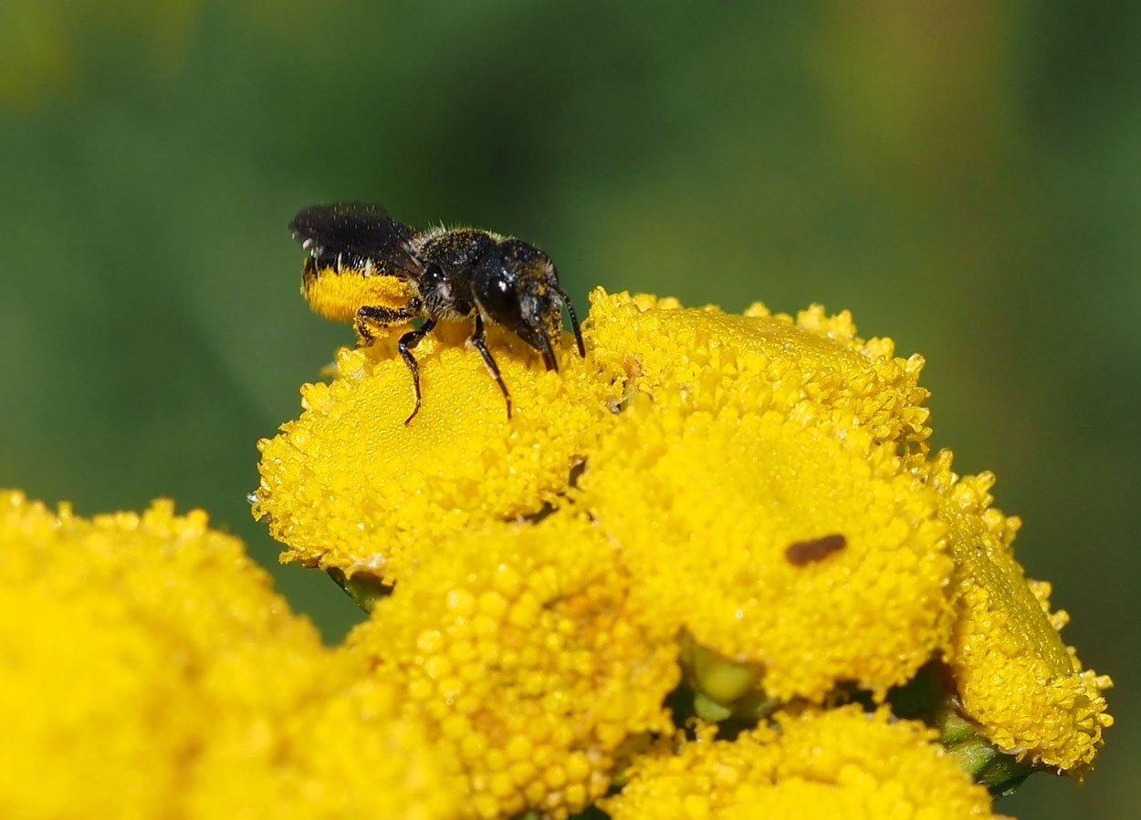 /Heriades truncorum, samička saje nektar.