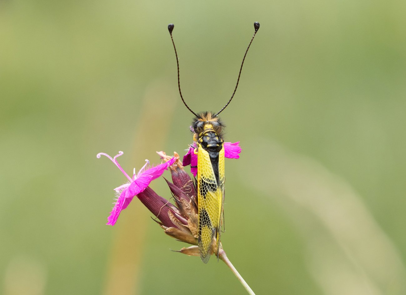 /Libelloides macaronius - ploskoroh pestrý, foto Adrián Purkart.