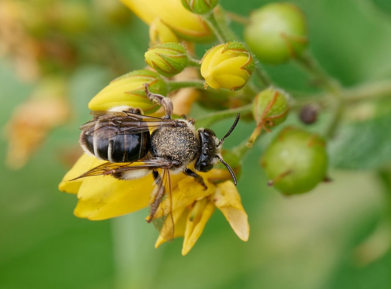 /Olejnice vrbinová, samička shora. Foto Radim Herman /Olejnice vrbinová, samička shora. Foto Radim Herman