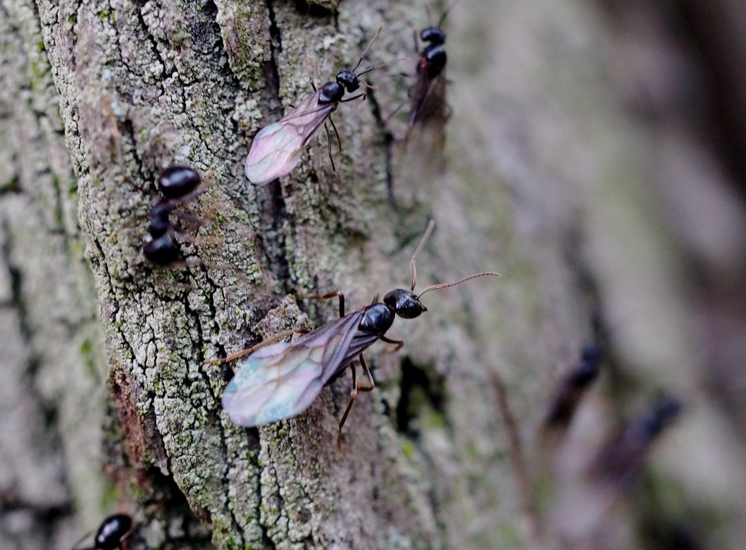 /Mravenec černolesklý, při rojení odlétají malí samečkové a větší samičky.