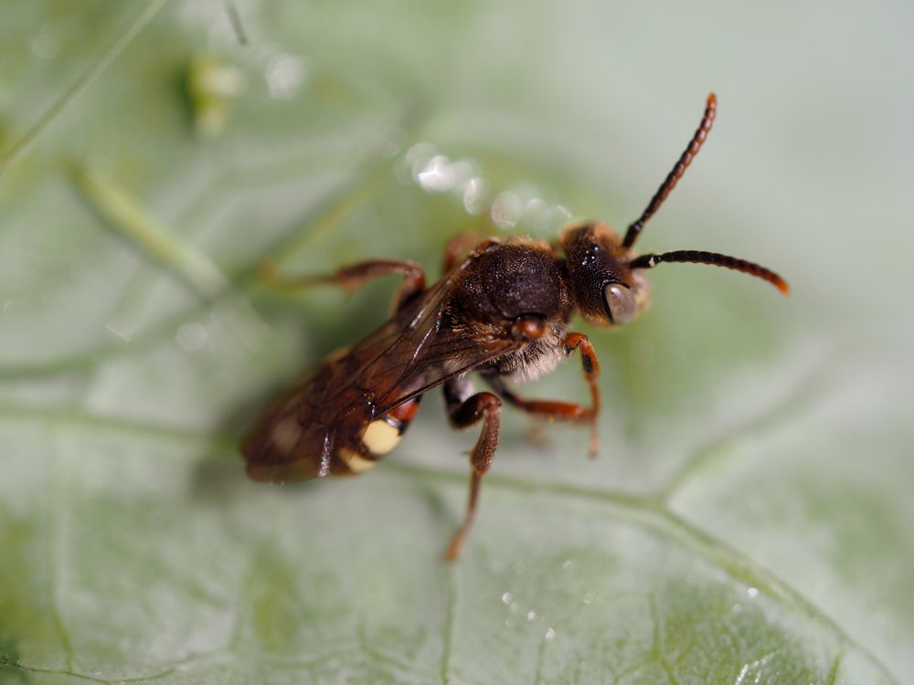 /Nomada striata, sameček na listu.