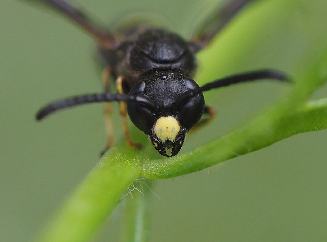 /Symmorphus debilitatus, sameček, portrét.