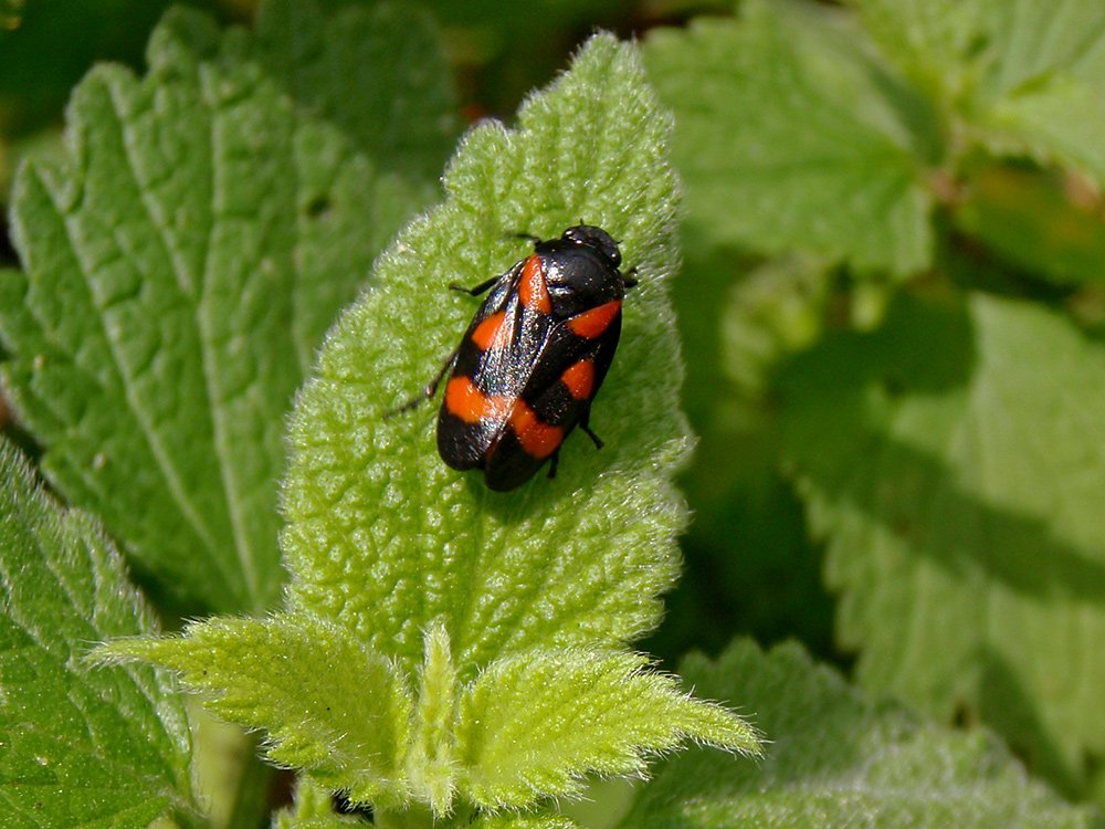 /Cercopis sanguinolenta  -  pěnodějka nížinná.