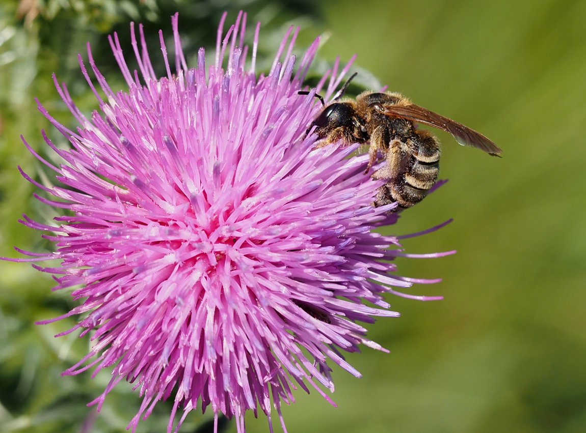 /Halictus scabiosae na bodláku.