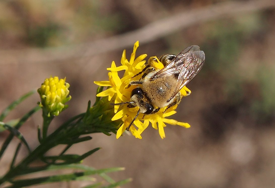 /Samotářská včela hedvábnice na květu zlatovlásku.