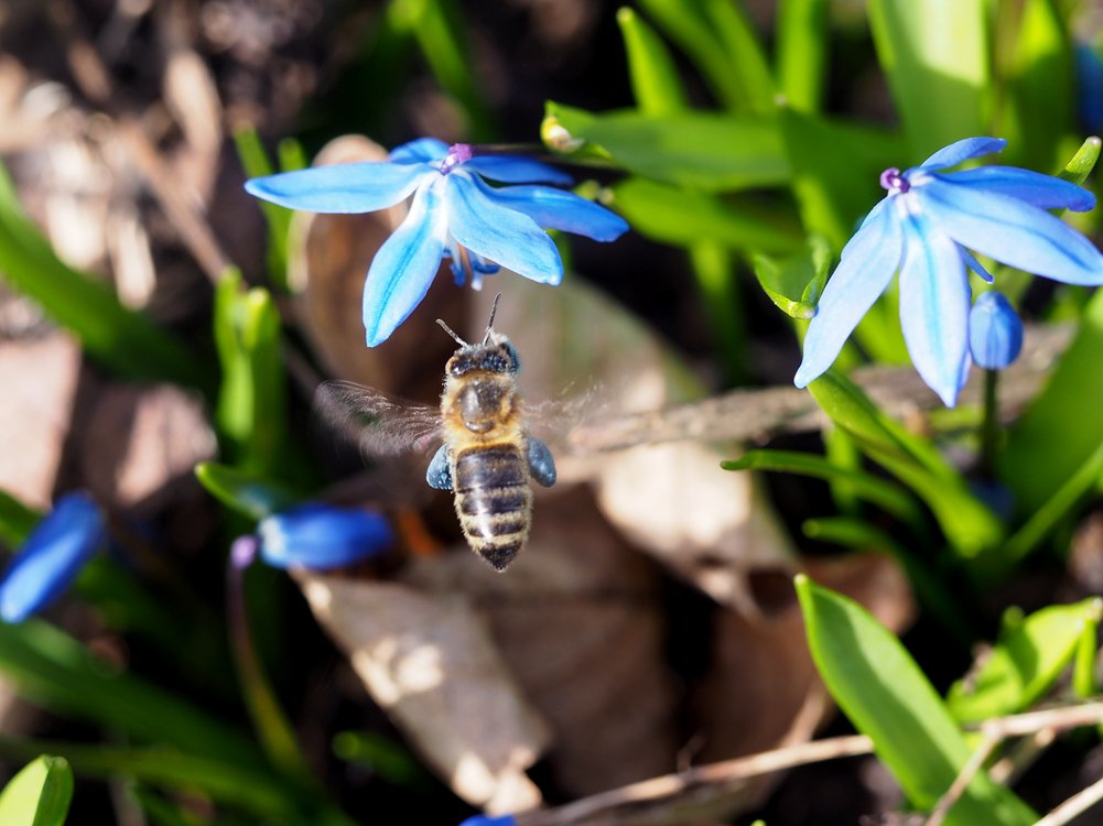 /Včela se světle modrými pylovými rouskami za letu před květem ladoňky sibiřské.