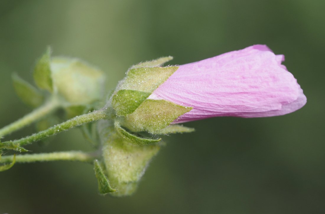 /Malva alcea - na odkvétajícím zavřeném květu je dobře vidět květní kalich a kalíšek.