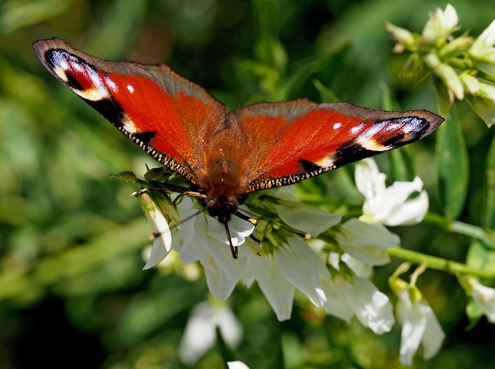 /Motýl babočka na květech jestřabiny.