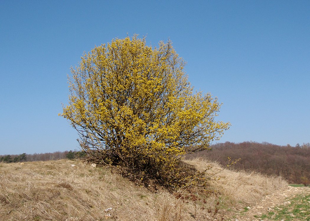 /Dřín jarní, keř ve svahu.