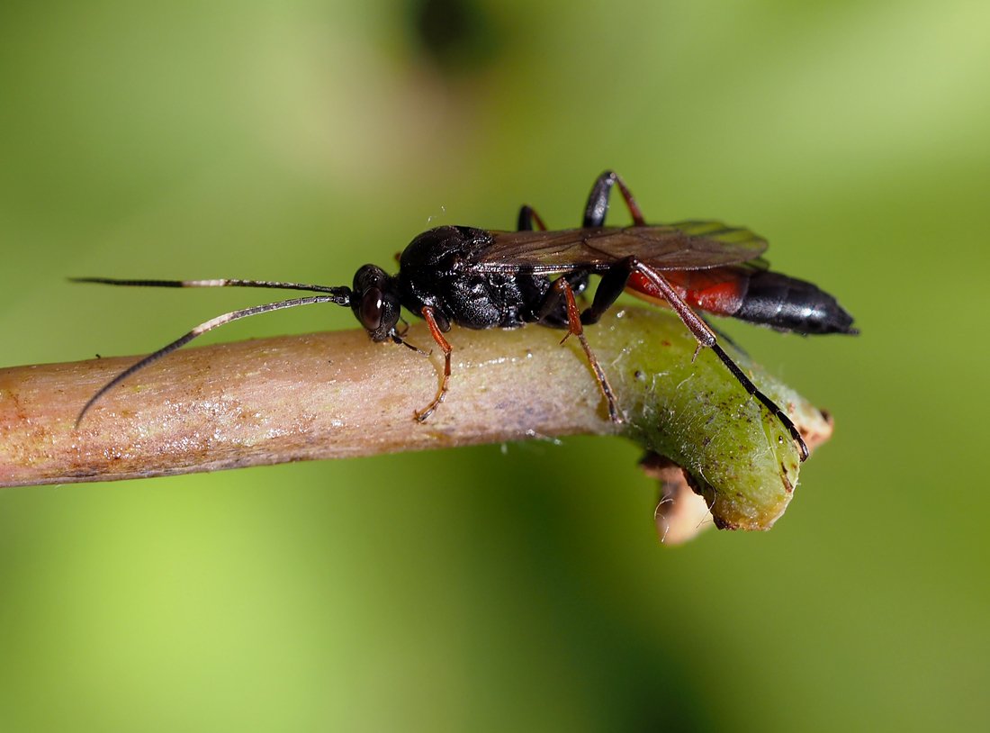 /Lumek Stenichneumon v září 2021.