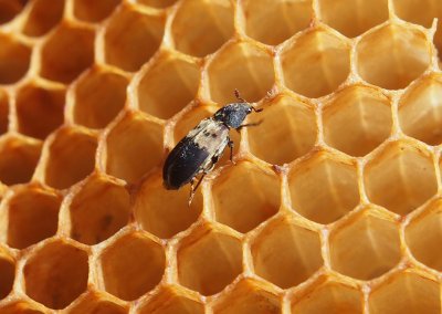Jak příroda recykluje včelí plásty