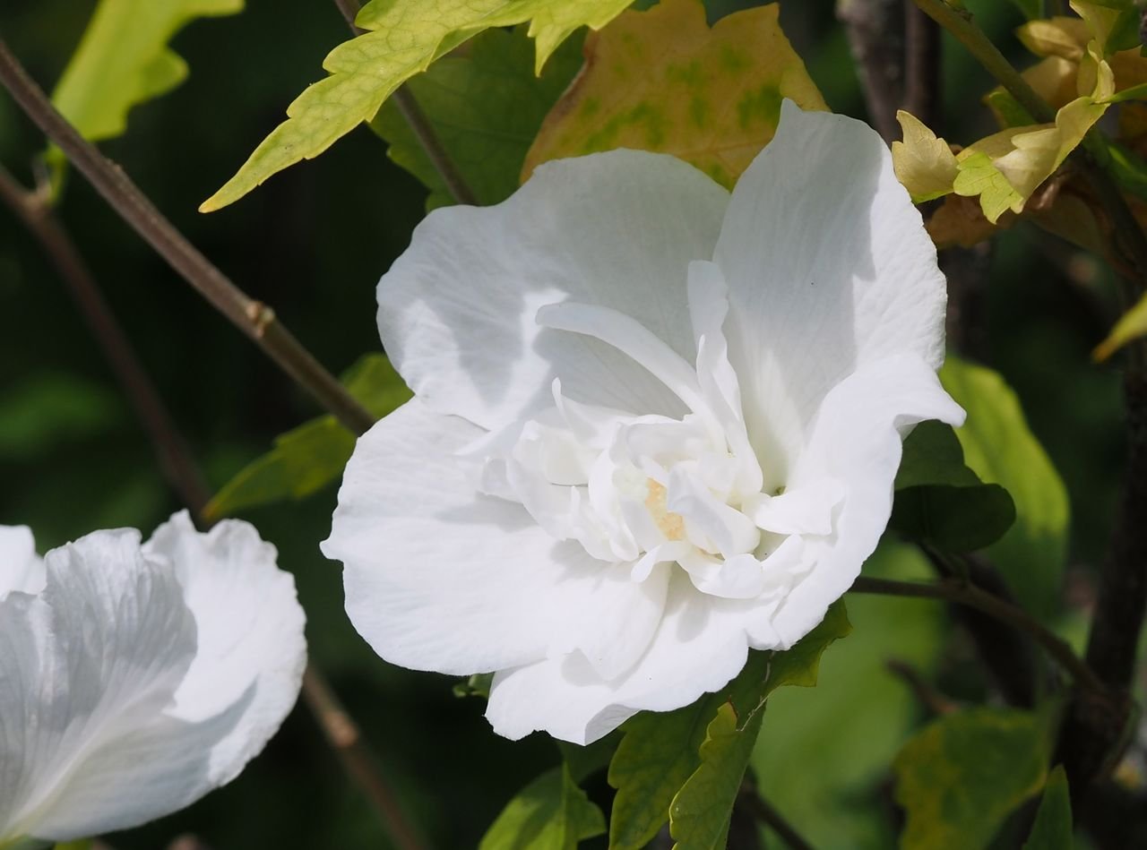/Ibišek - kultivar s přeměněnými prašníky.