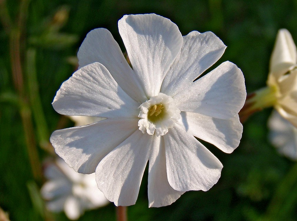 /Knotovka bílá, samčí květ.