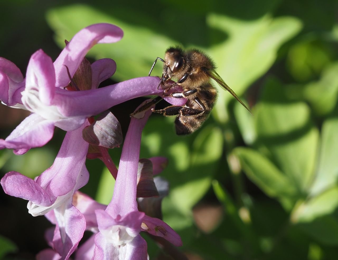 /Včela medonoska se naučila využívat vykousané otvory v kvítcích dymnivek.