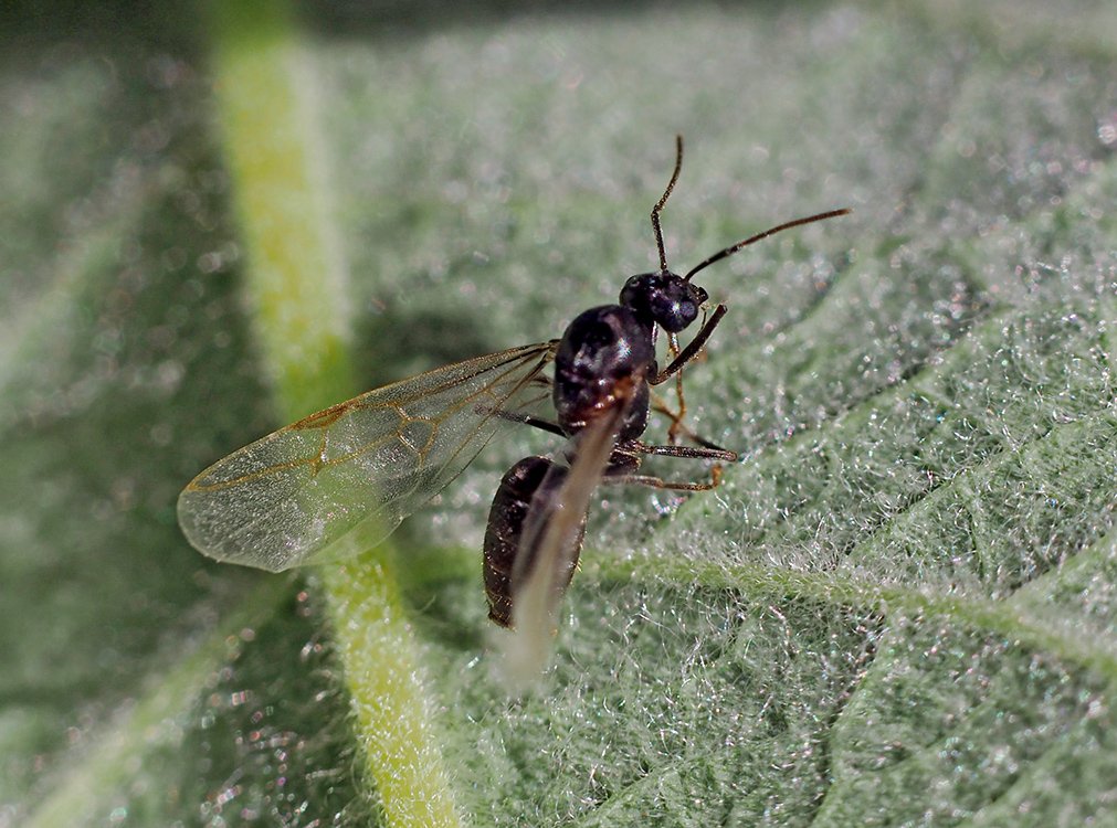 /Samečkové mravenců jsou výrazně menší než samičky.