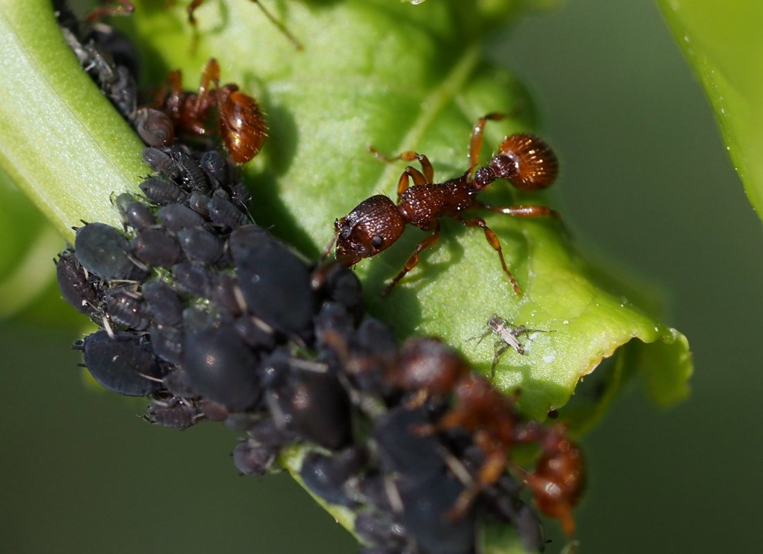/Mravenec rodu Myrmica pečuje o mšice.