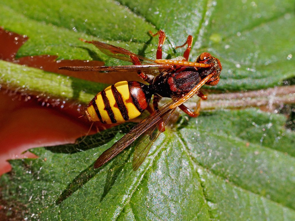 /Nomada žlutá, samička, zobrazený zadeček.