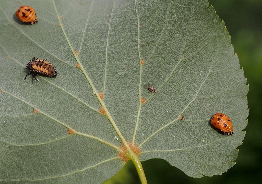 /Slunéčko východní, larva a kukly na listu lípy.