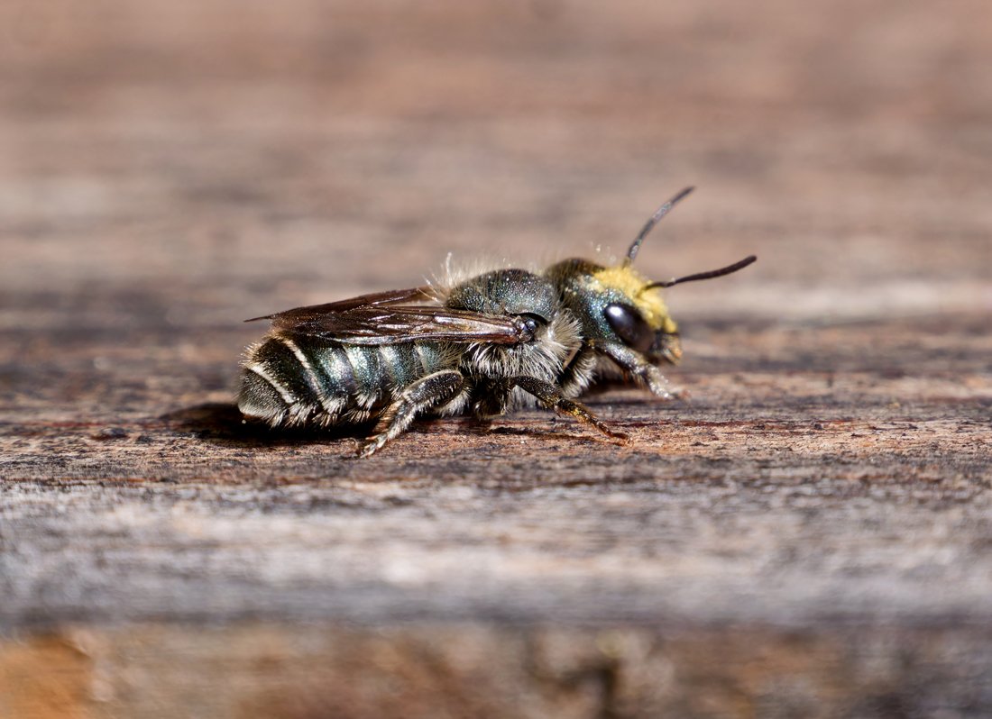 /Osmia caerulescens. Samička sedí na stěně hmyzího hotýlku. Foto Radim Herman.