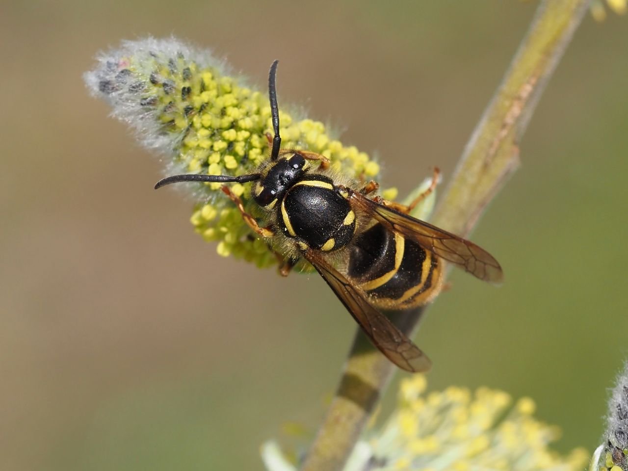 /Vosa obecná, matka zakladatelka.