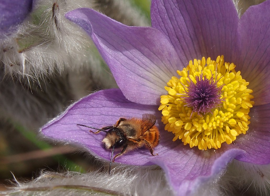 /V květu koniklece se ukrývá sameček včelky druhu zednice rezavá.