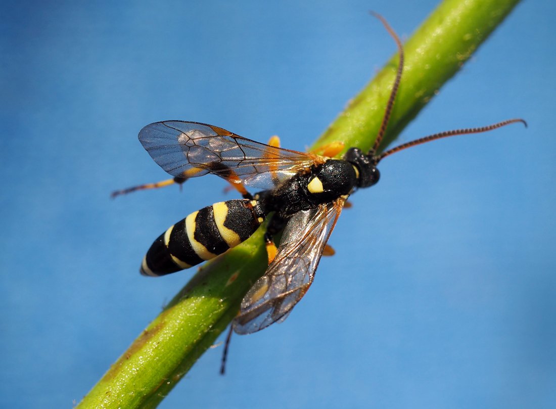 /Ichneumon sarcitorius, sameček.