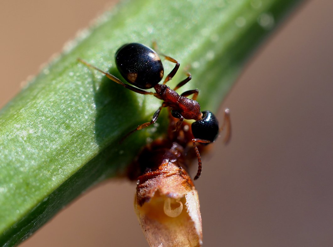 /Mravenec čtyřskvrnný má červenohnědou hruď.