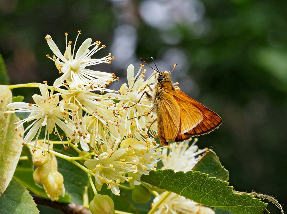 /Lípa srdčitá, květy a motýl soumračník rodu Thymelicus.
