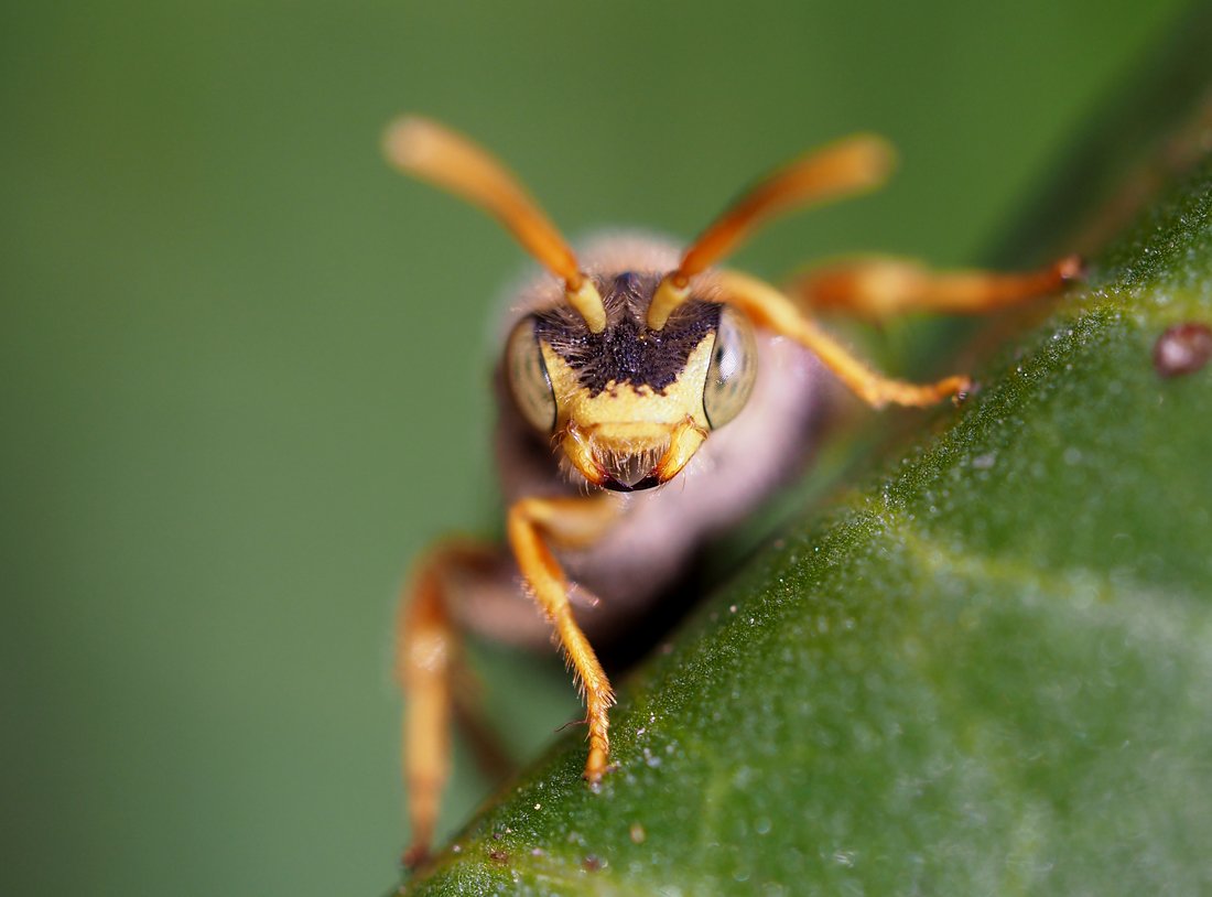 /Nomada bifasciata, portrét samečka.