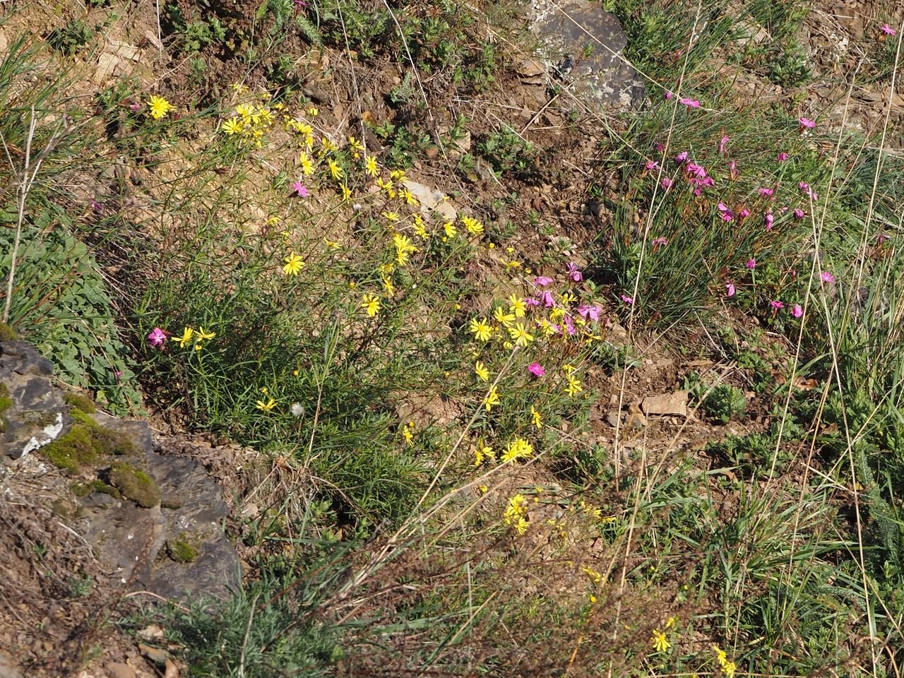 /Starček a hvozdíky.
