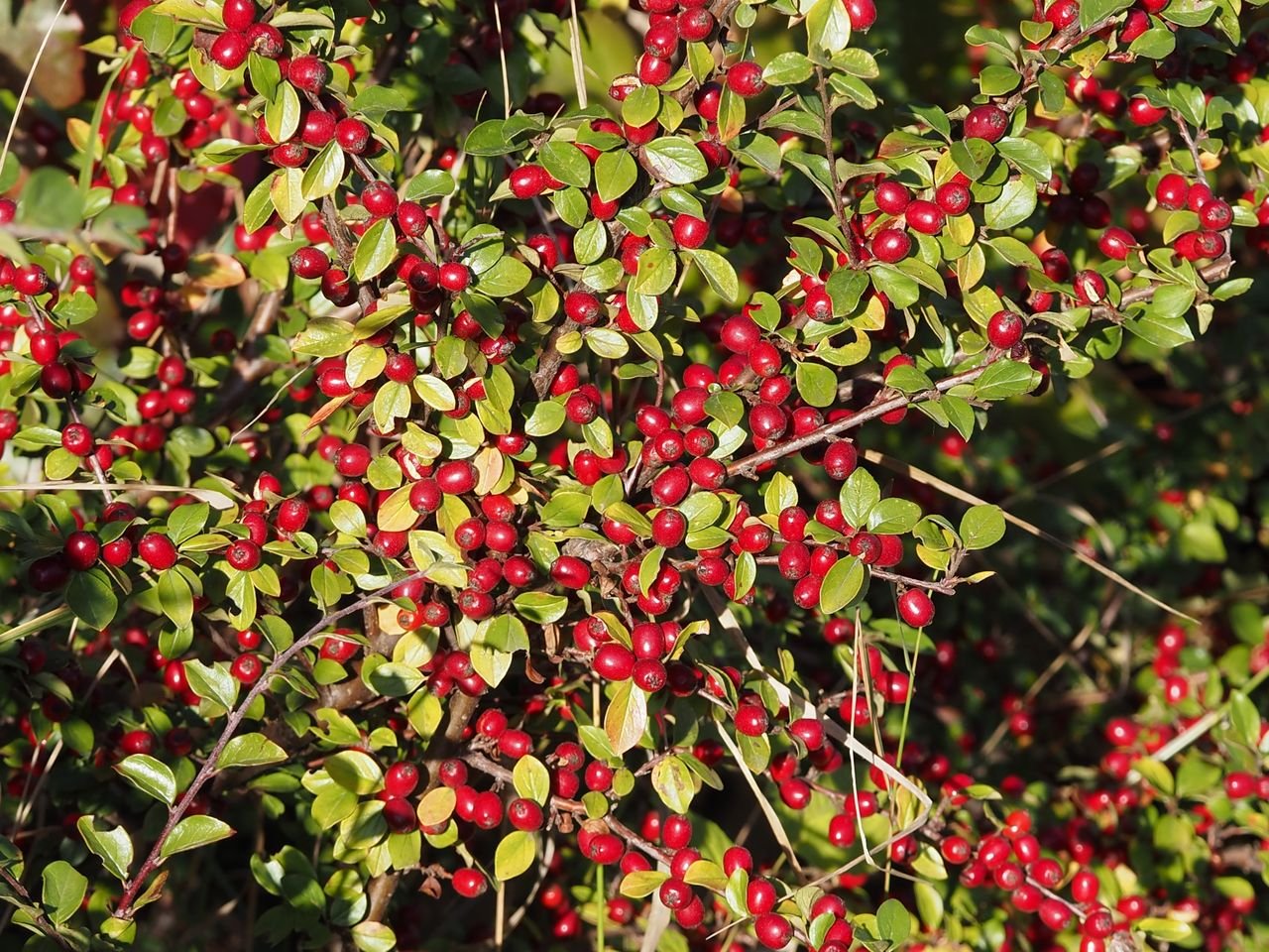 /Skalník rozkladitý, keř.