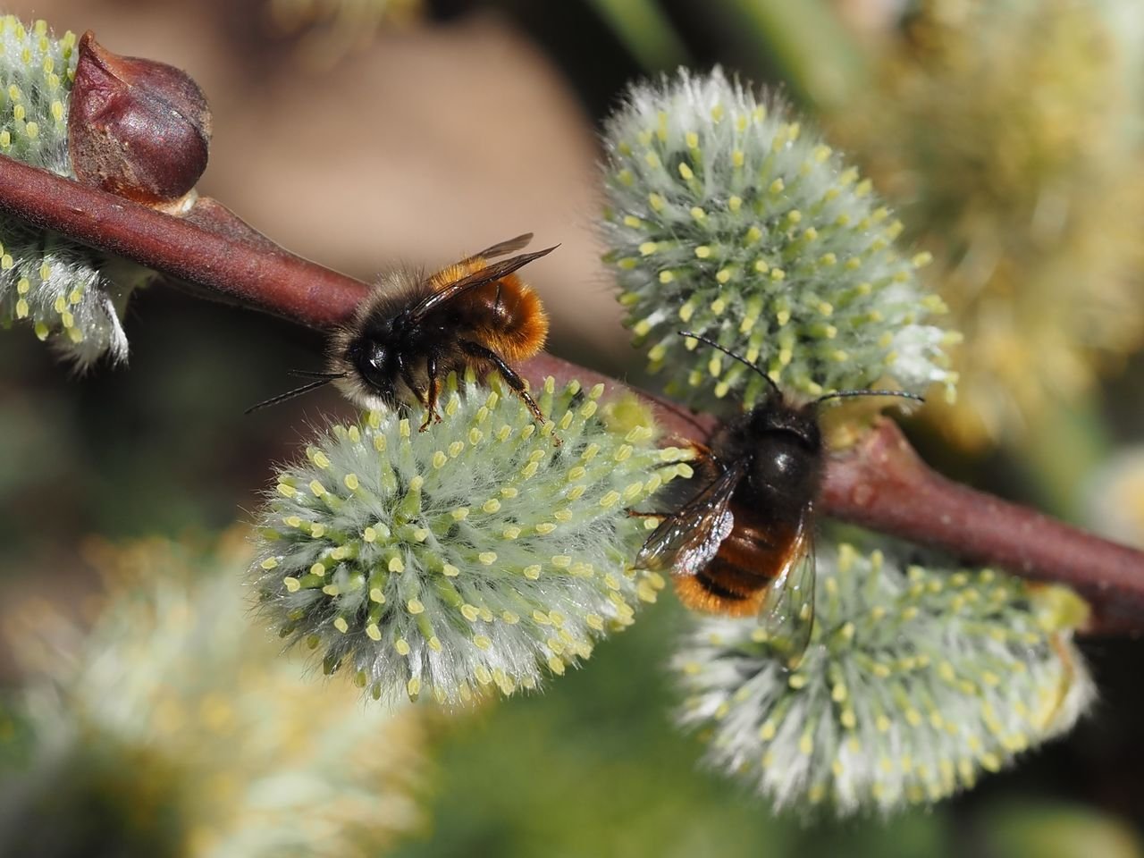 /Zednice rohatá, samečkové jsou teď na jívě ve velkém množství.