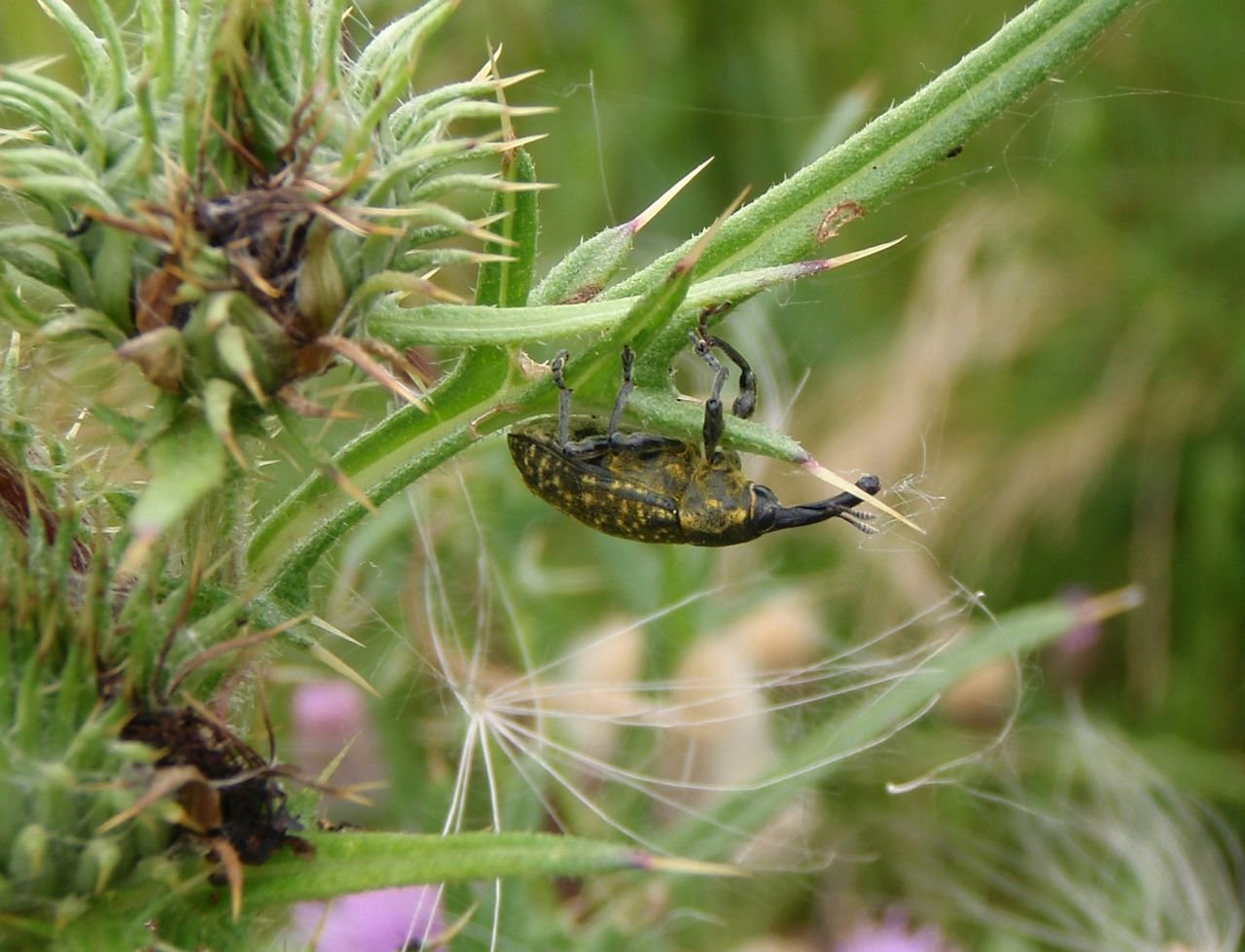 /Rýhonosec Larinus sturnus - foto z boku.