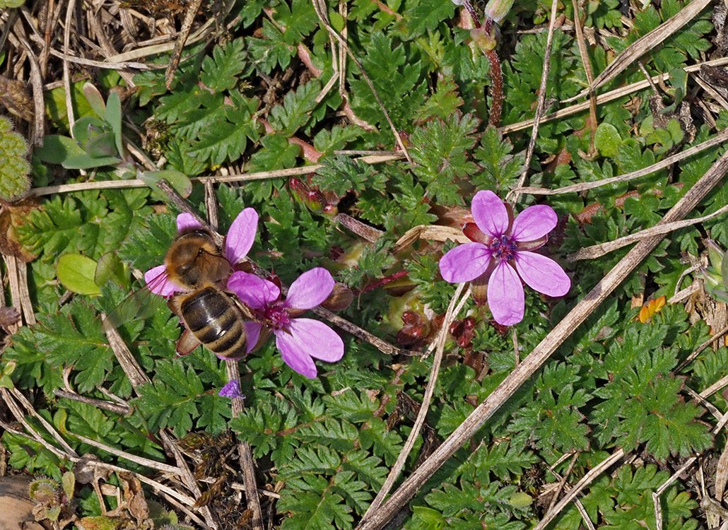 /Včela medonosná na květech pumpavy obecné.