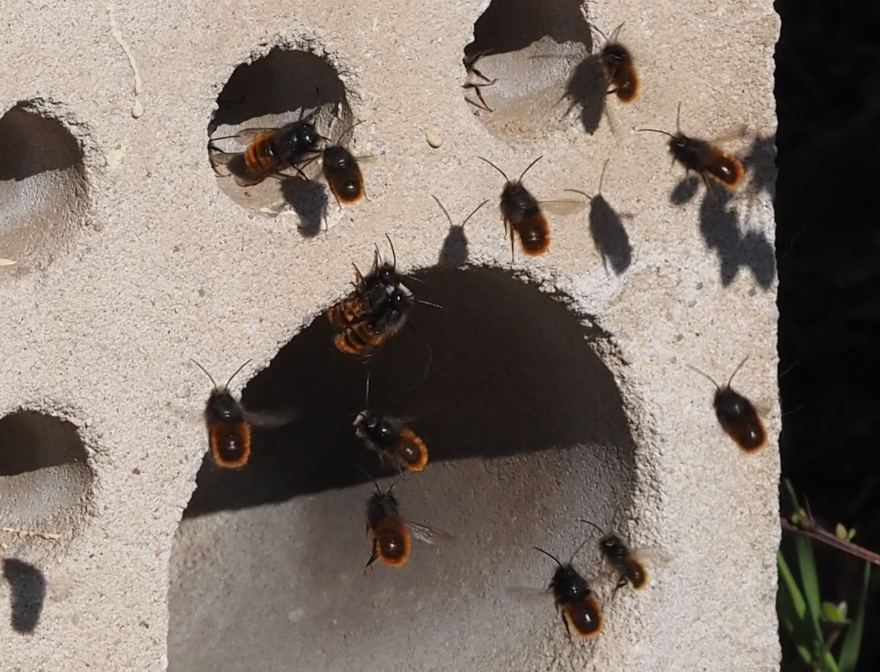 /Zednice rohatá - prolétávání samečků před hnízdečky.