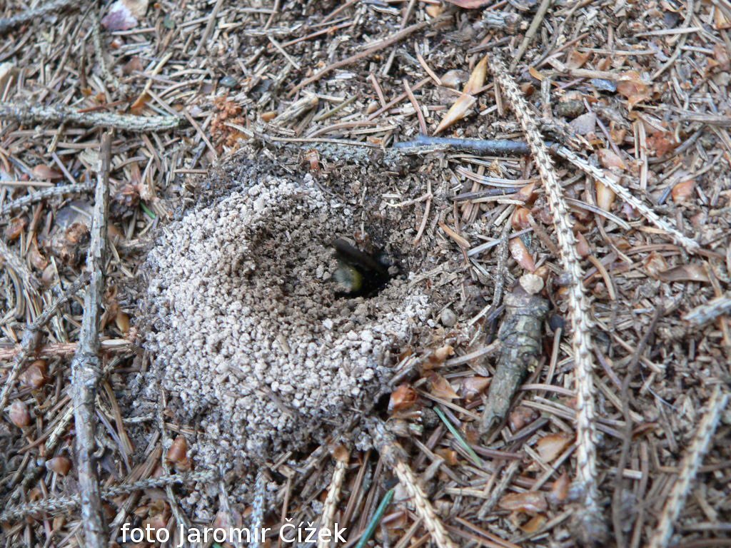 /Bombus vestalis při tvorbě zimoviště v zemi.