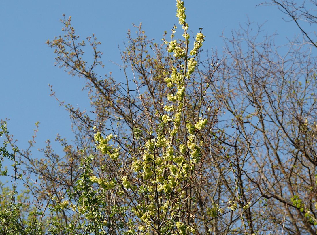 /Jilm habrolistý, mladý strom s plody -  11. 4. 2024
