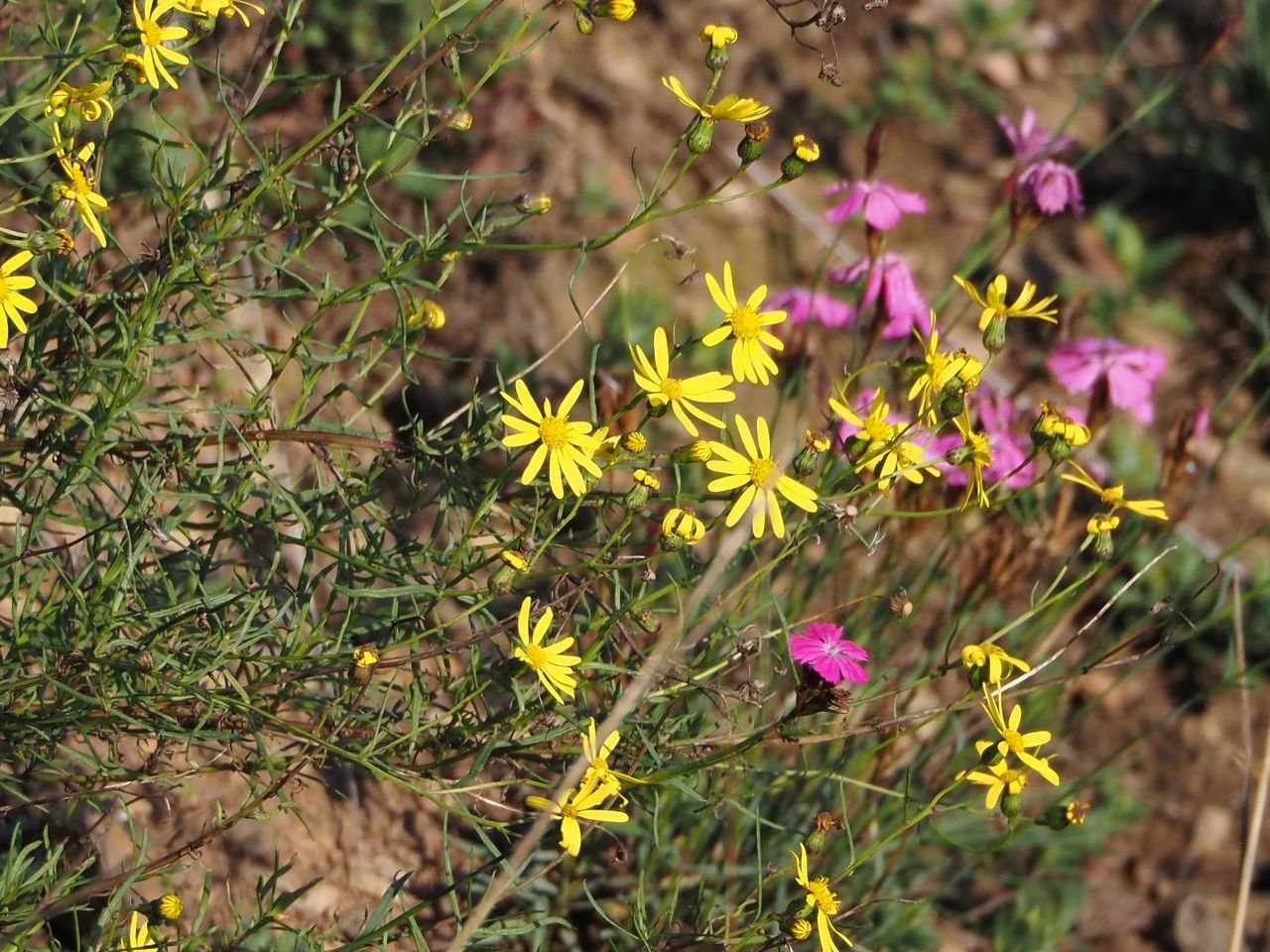/Květy starčku úzkolistého a hvozdíku kartouzku v sousedství.