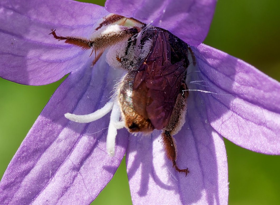 /Andrena pandellei - detail chodidel. Foto Radim Herman.