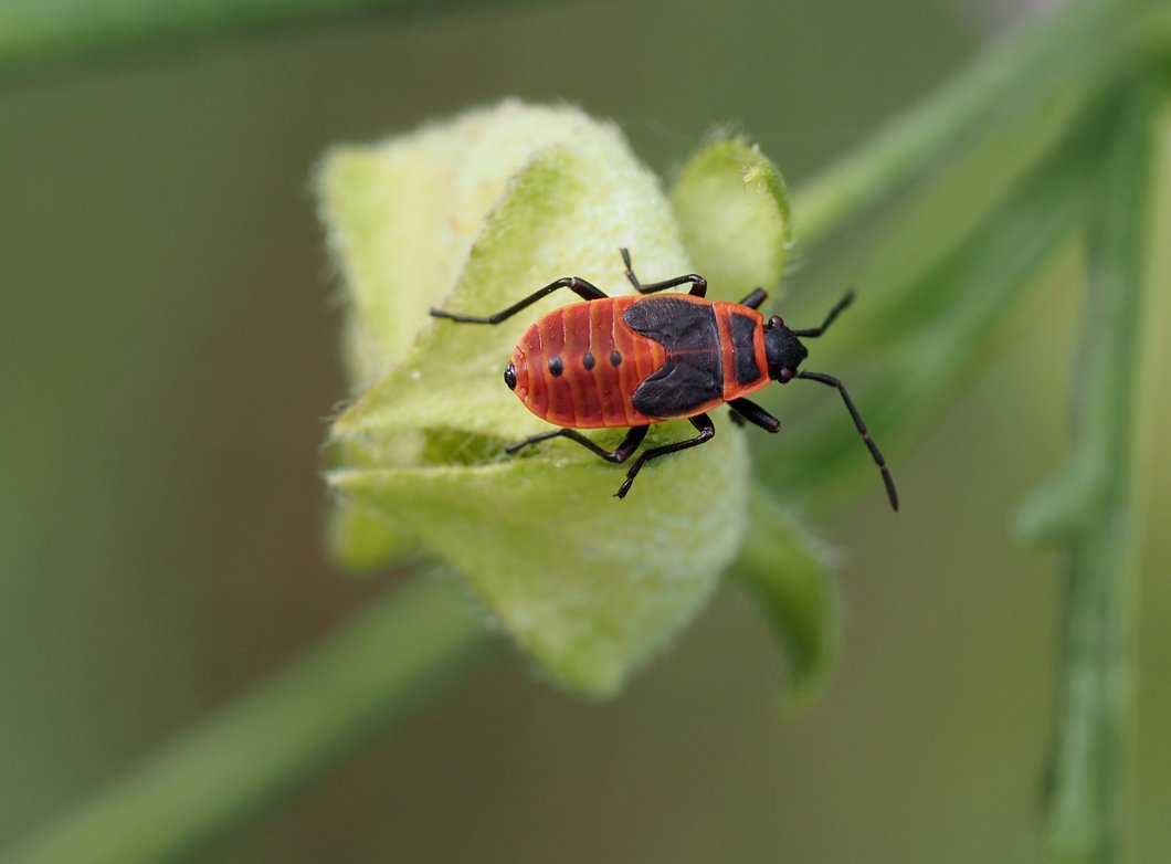 /Malva alcea - larva ruměnice pospolné na nedozrálém plodu.