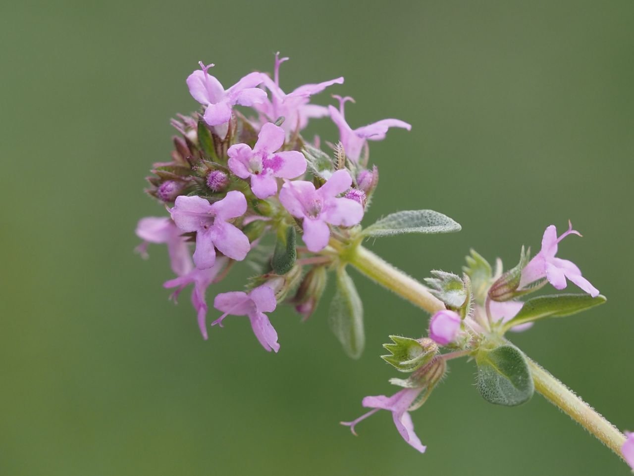 /Mateřídouška vejčitá, detail kvítků.