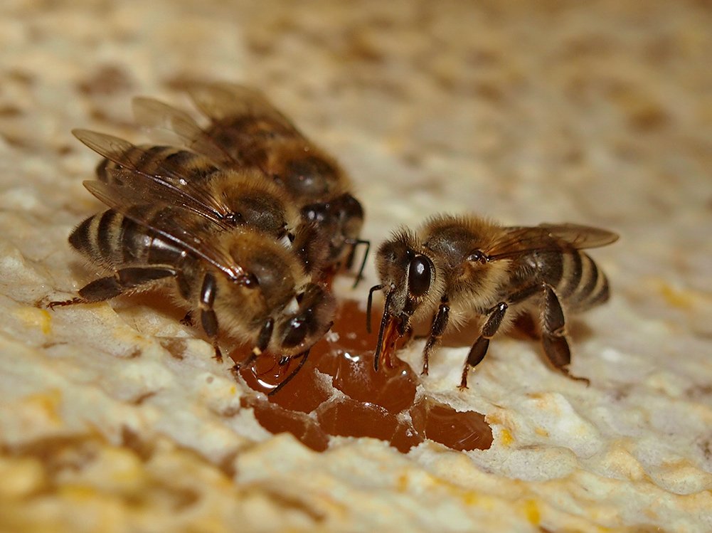 /Včely medonosné sají med na poškozeném plástu.