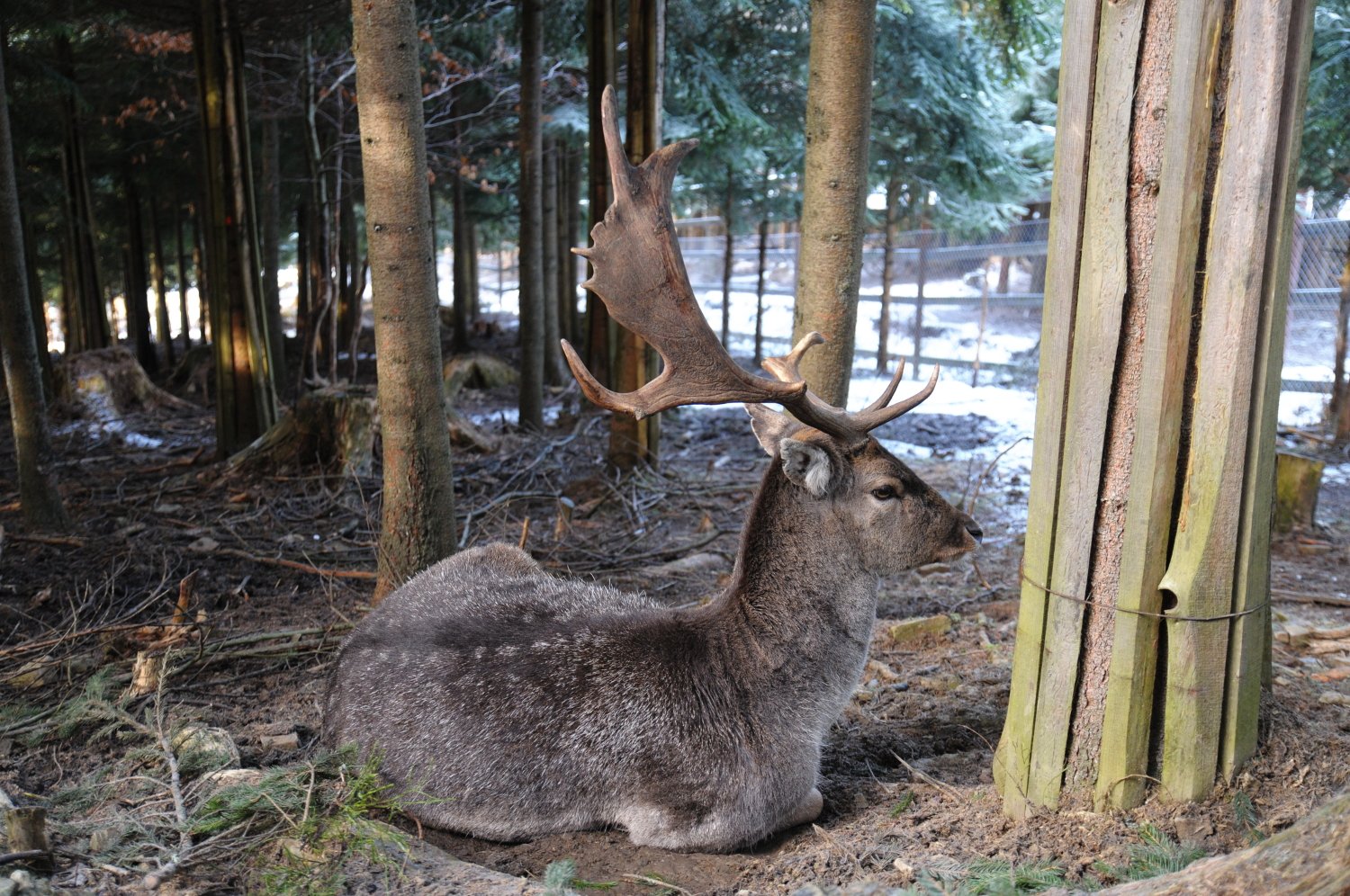 /Daněk v oboře - fotografoval Jan Kříženecký.